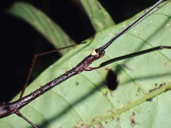 Diardia signata