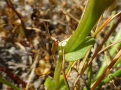 Sebaea minutiflora