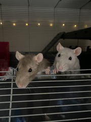 Rattus norvegicus domestica