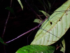 Diardia signata