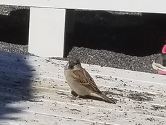 Passer domesticus balearoibericus