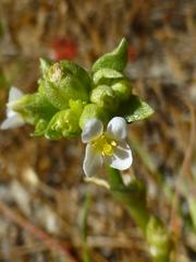 Sebaea minutiflora