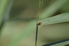 Harmonia axyridis