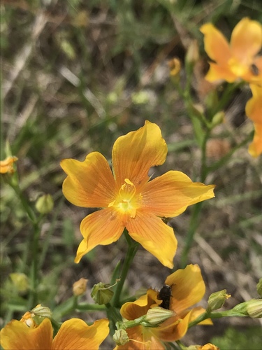 Linum rigidum