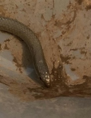 Delma inornata
