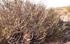 Nenax coronata