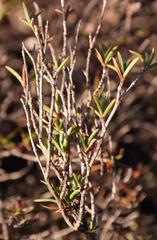 Nenax coronata