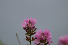 Sidalcea hirtipes