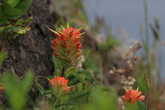 Castilleja litoralis