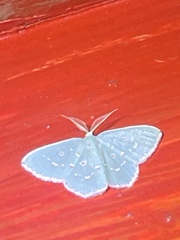 Comostola subtiliaria