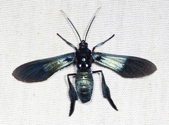 Macrocneme chrysitis