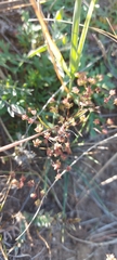 Bupleurum bicaule