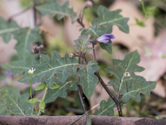 Solanum pungetium