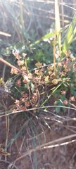 Bupleurum bicaule
