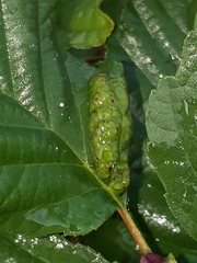 Taphrina tosquinetii