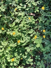 Arachis repens