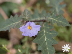 Solanum pungetium