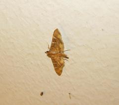 Prophantis smaragdina