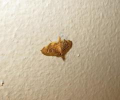 Prophantis smaragdina