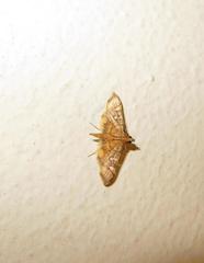 Prophantis smaragdina