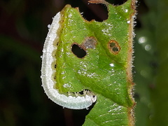Monostegia