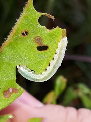 Monostegia