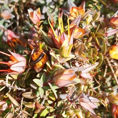 Darwinia citriodora