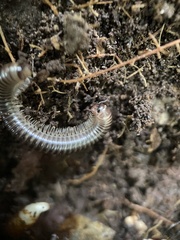 Xestoiulus laeticollis