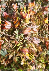 Darwinia citriodora
