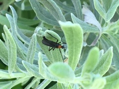 Plecia ruficollis