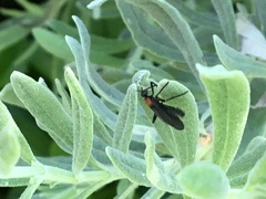 Plecia ruficollis