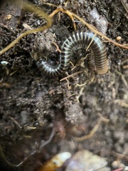 Xestoiulus laeticollis