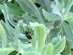 Plecia ruficollis