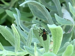 Plecia ruficollis