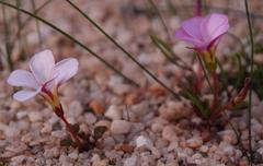 Oxalis amblyosepala