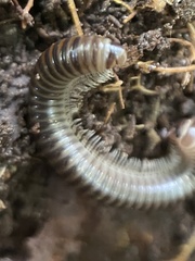 Xestoiulus laeticollis