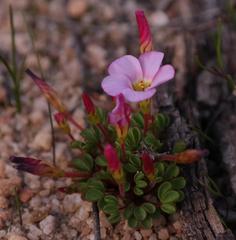Oxalis amblyosepala