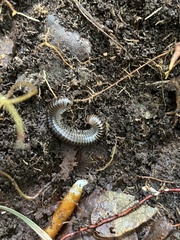 Xestoiulus laeticollis