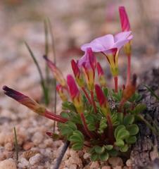 Oxalis amblyosepala