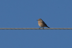 Oenanthe isabellina