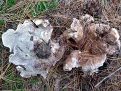Phellodon fuligineoalbus