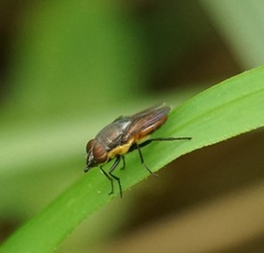 Stomorhina xanthogaster