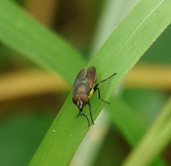 Stomorhina xanthogaster