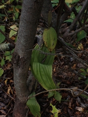 Cypripedium reginae