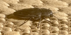 Merimna atrata