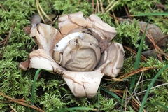 Geastrum