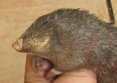 Amblysomus hottentotus