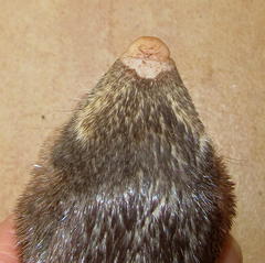 Amblysomus hottentotus