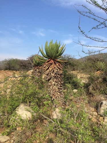 Aloe marlothii