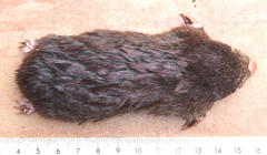 Amblysomus hottentotus
